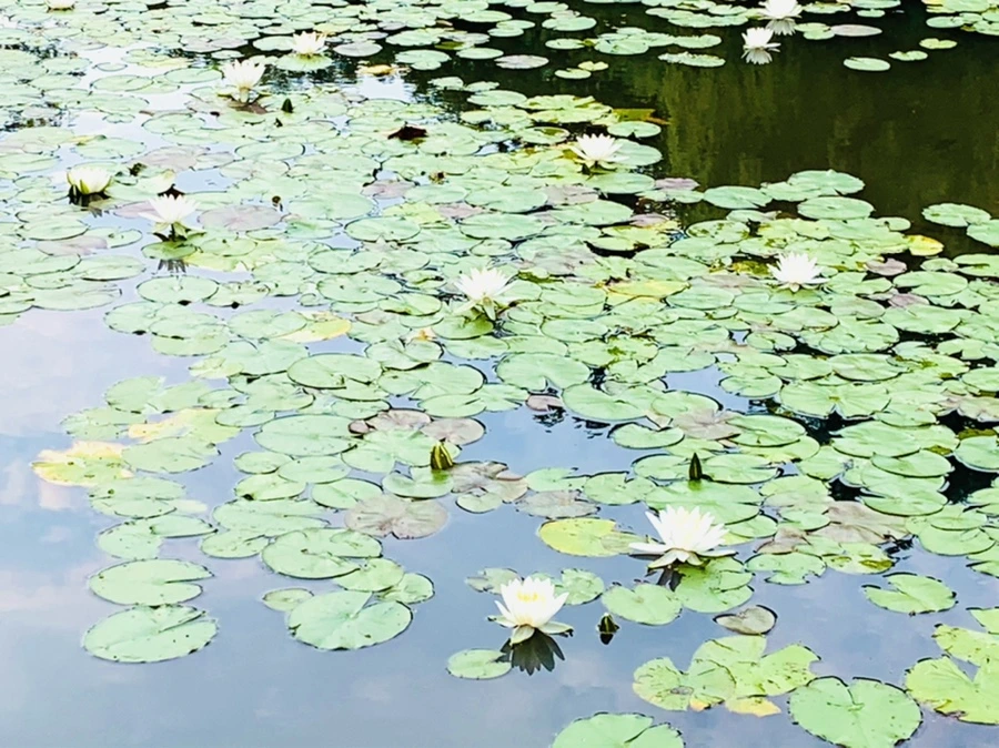 IMG_2303.jpg?type=w966