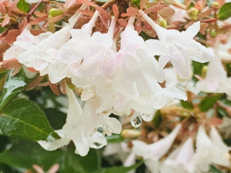 IMG_3855.jpg?type=w966