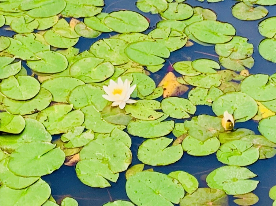 IMG_7898.jpg?type=w966