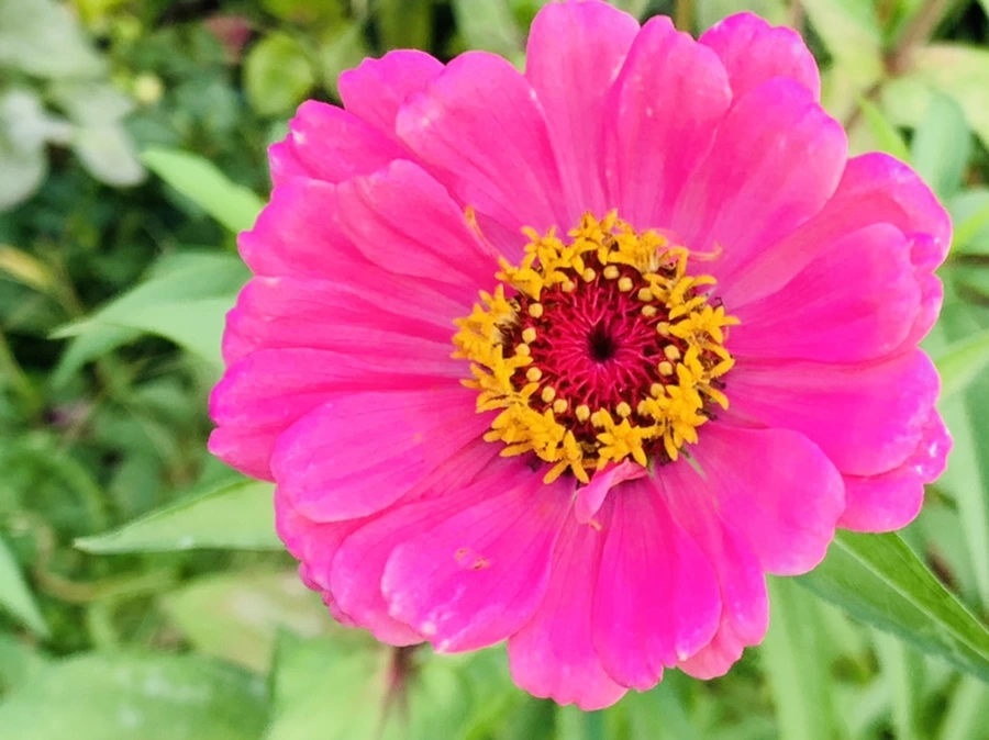 IMG_7004.jpg?type=w966