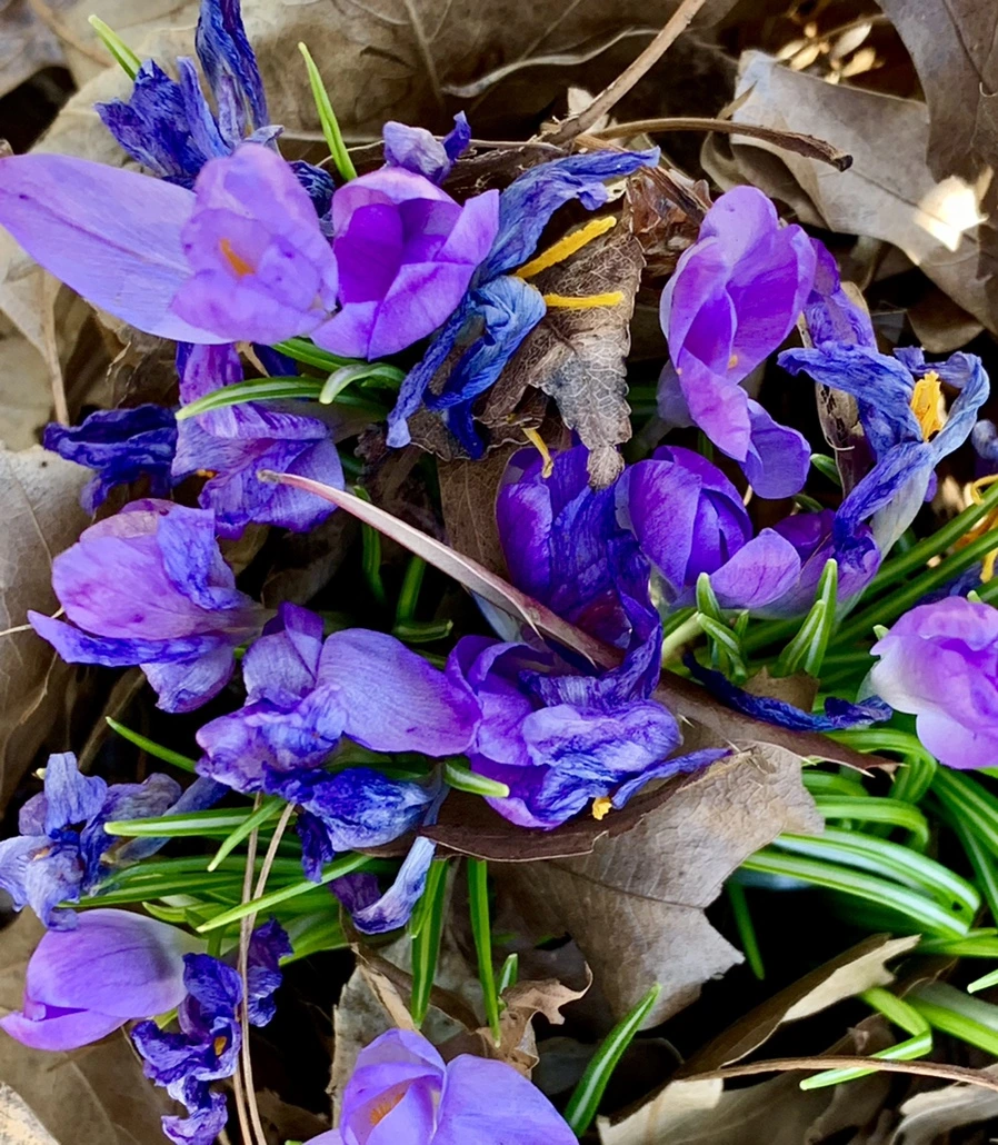 IMG_1431.jpg?type=w966