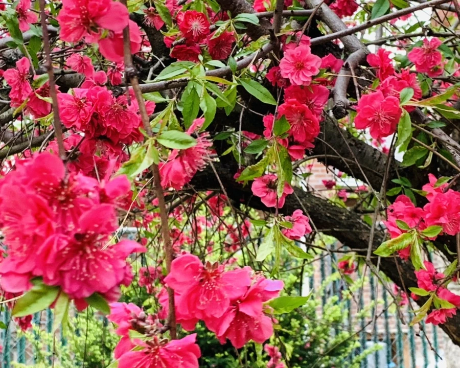 IMG_8109.jpg?type=w966