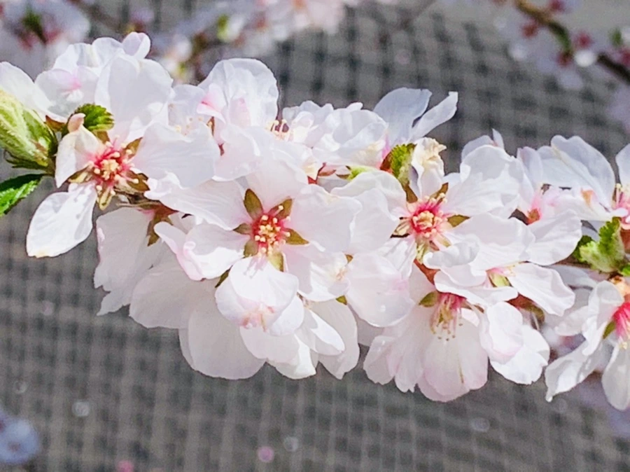 IMG_8064.jpg?type=w966