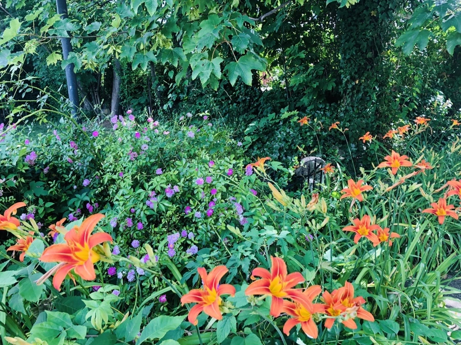 IMG_0008.jpg?type=w966