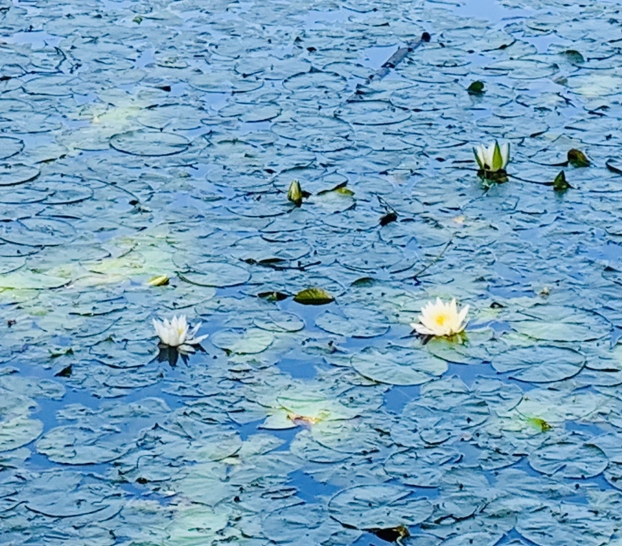 IMG_1214.jpg?type=w966