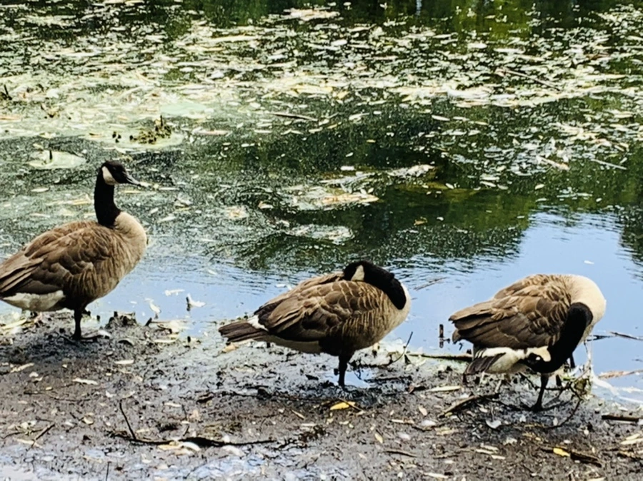 IMG_7516.jpg?type=w966