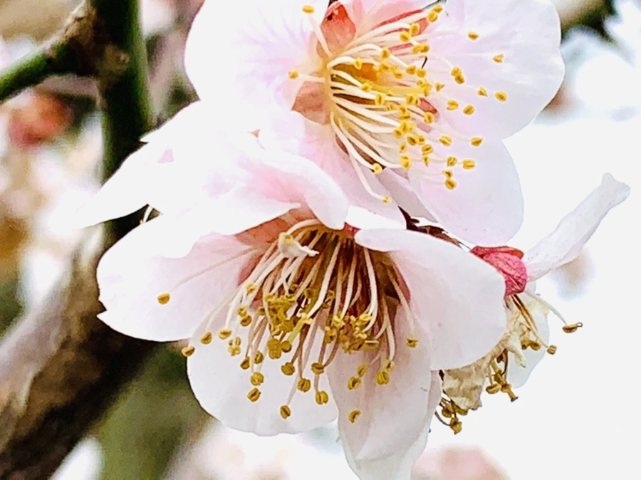 IMG_3641.jpg?type=w966