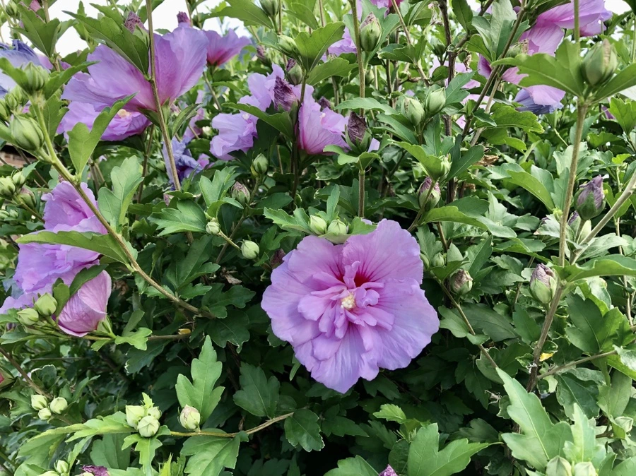 IMG_1535.jpg?type=w966