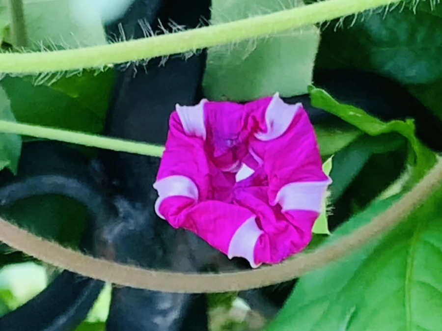 IMG_6001.jpg?type=w966