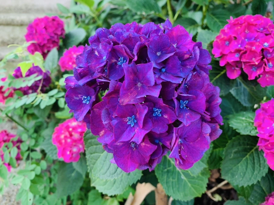 IMG_0951.jpg?type=w966