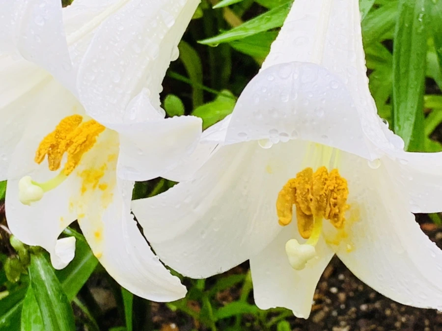 IMG_0123.jpg?type=w966