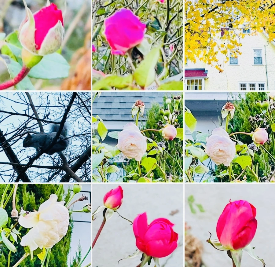 IMG_6857.jpg?type=w966