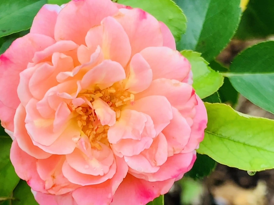 IMG_6914.jpg?type=w966