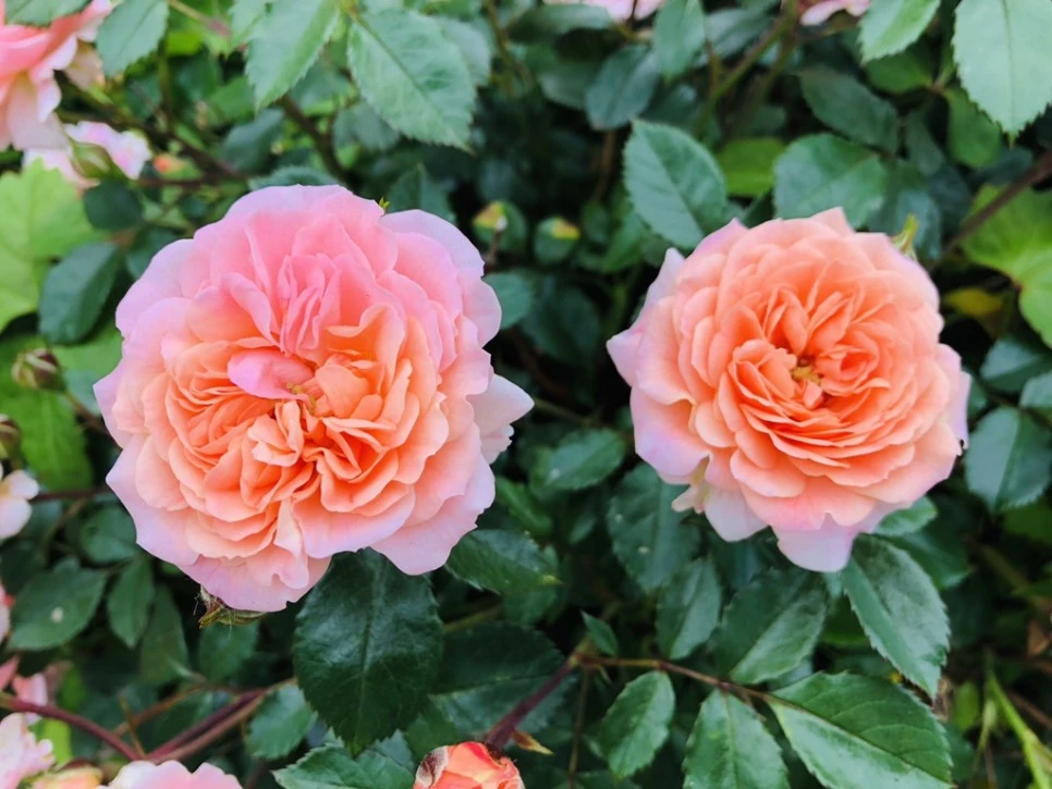 IMG_5543.jpg?type=w966