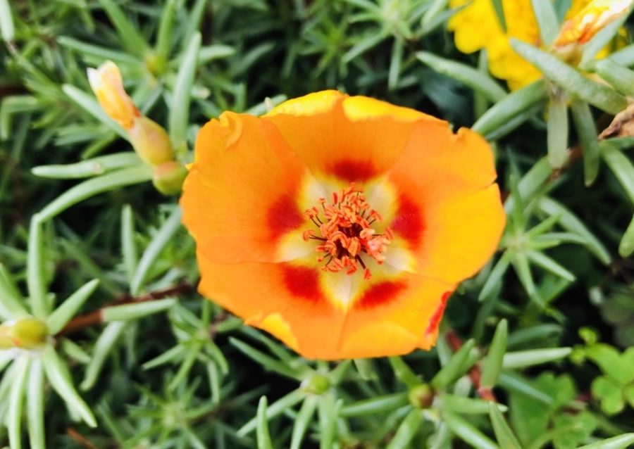 IMG_1469.jpg?type=w966