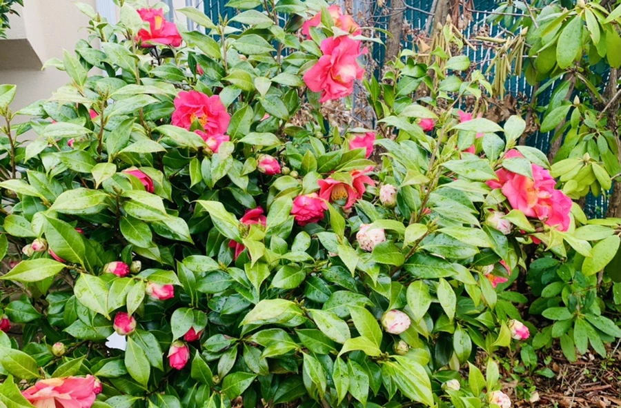 IMG_6236.jpg?type=w966