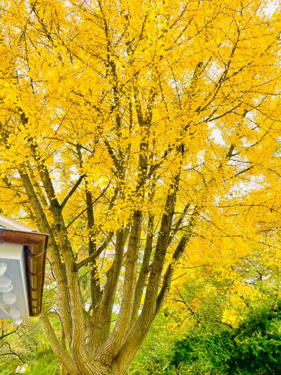 IMG_2315.jpg?type=w966