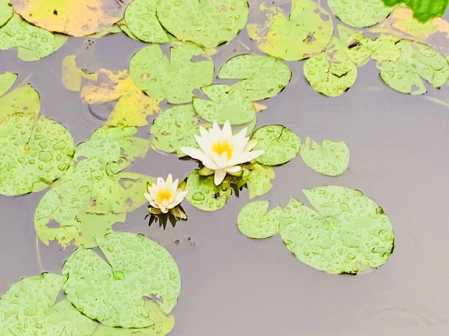 IMG_8346.jpg?type=w966