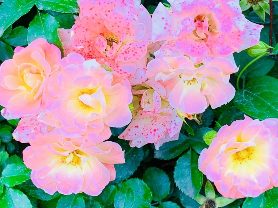 IMG_2688.jpg?type=w966