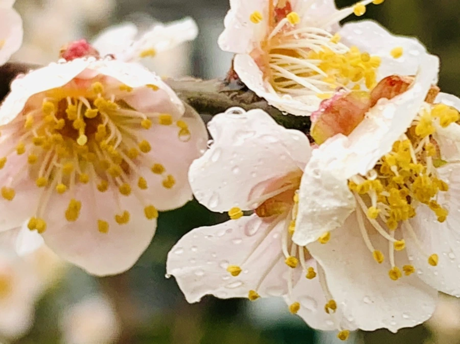 IMG_1875.jpg?type=w966