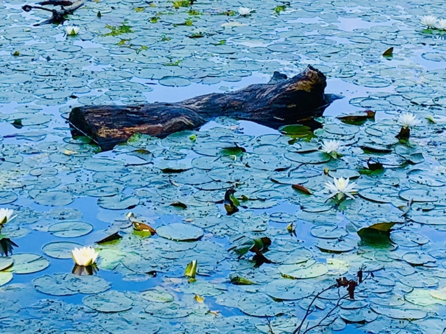 IMG_1227.jpg?type=w966