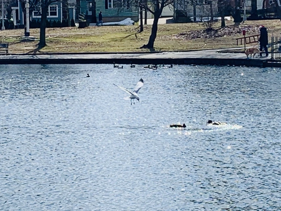 IMG_7232.jpg?type=w966