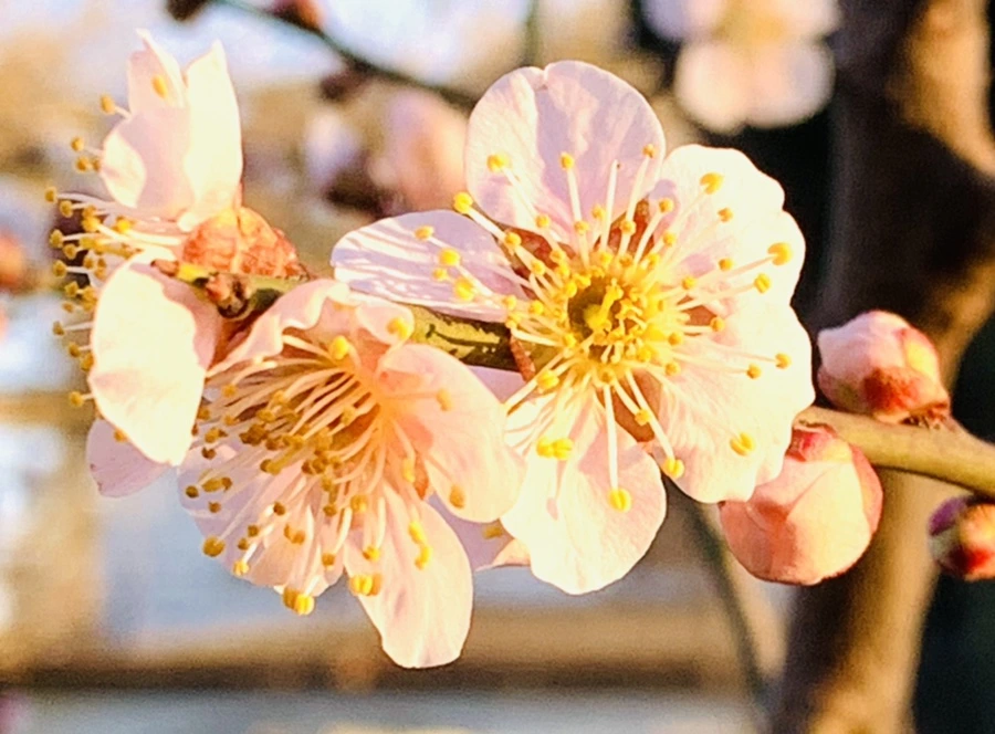 IMG_0912.jpg?type=w966