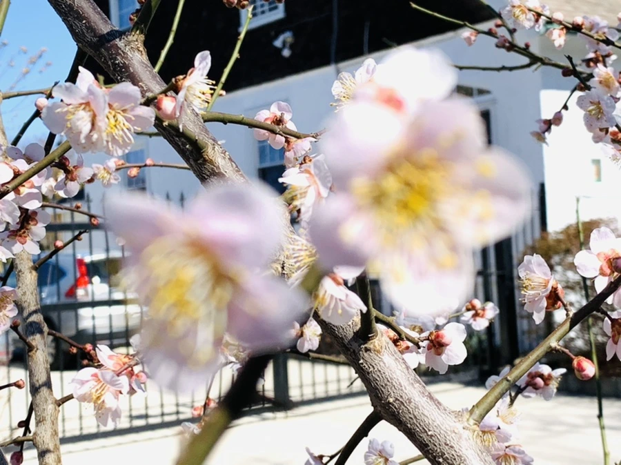 IMG_1310.jpg?type=w966