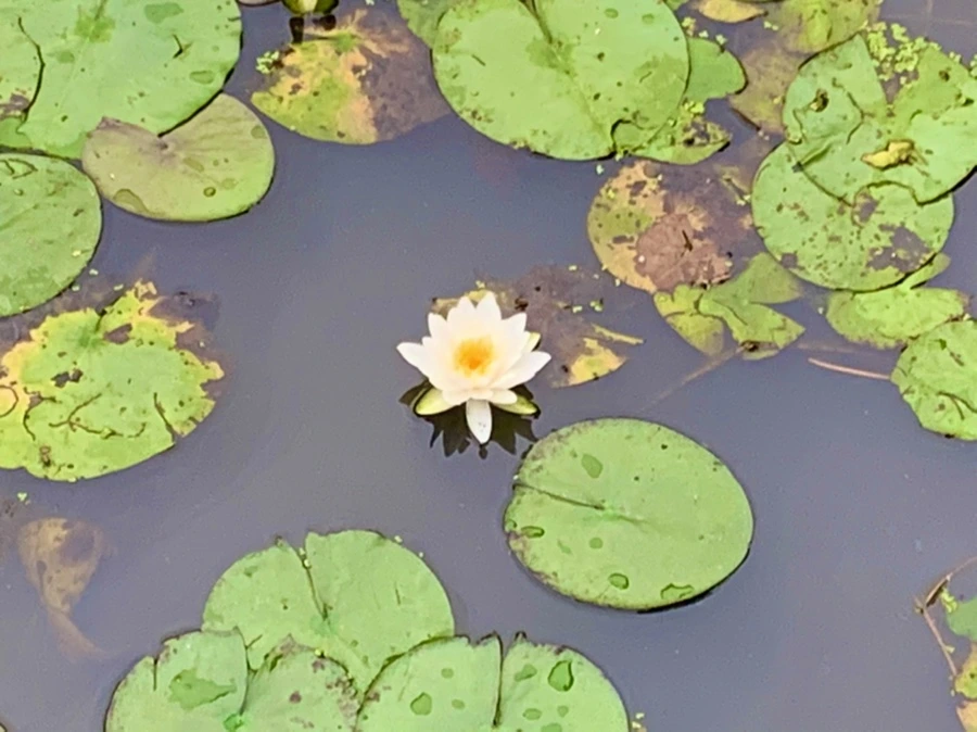 IMG_7161.jpg?type=w966