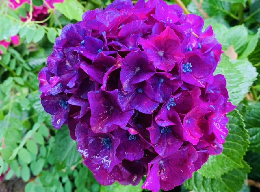 IMG_0150.jpg?type=w966