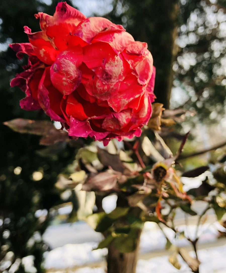 IMG_7722.jpg?type=w966