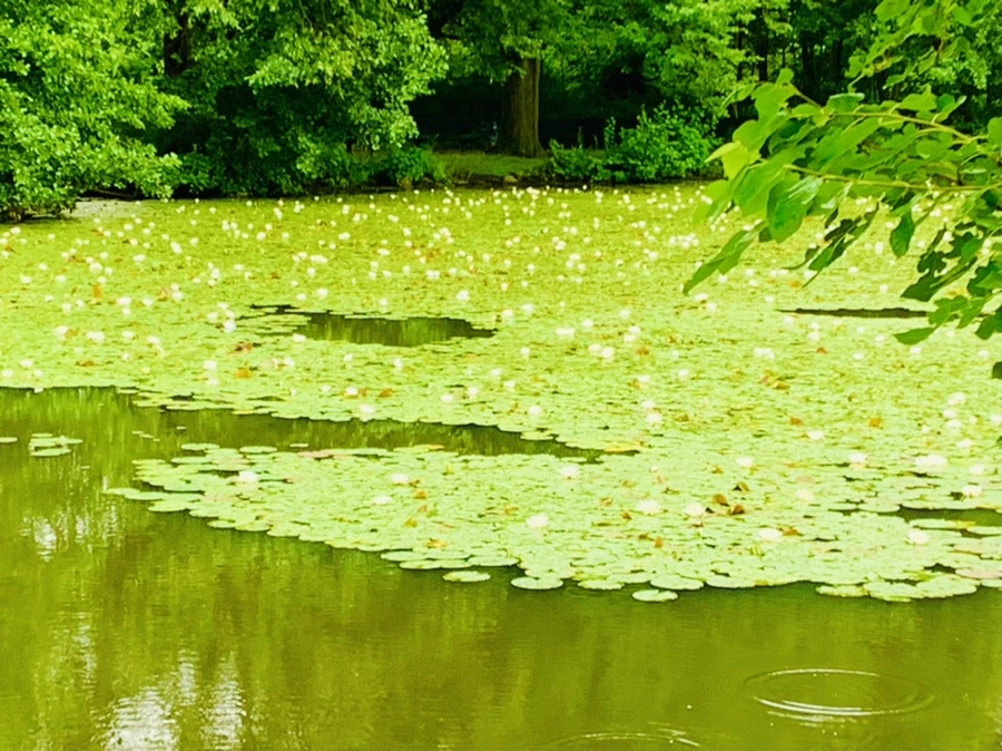 IMG_4655.jpg?type=w966