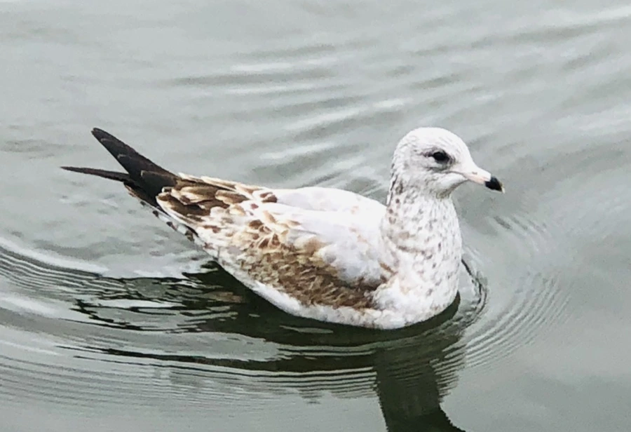 IMG_6482.jpg?type=w966