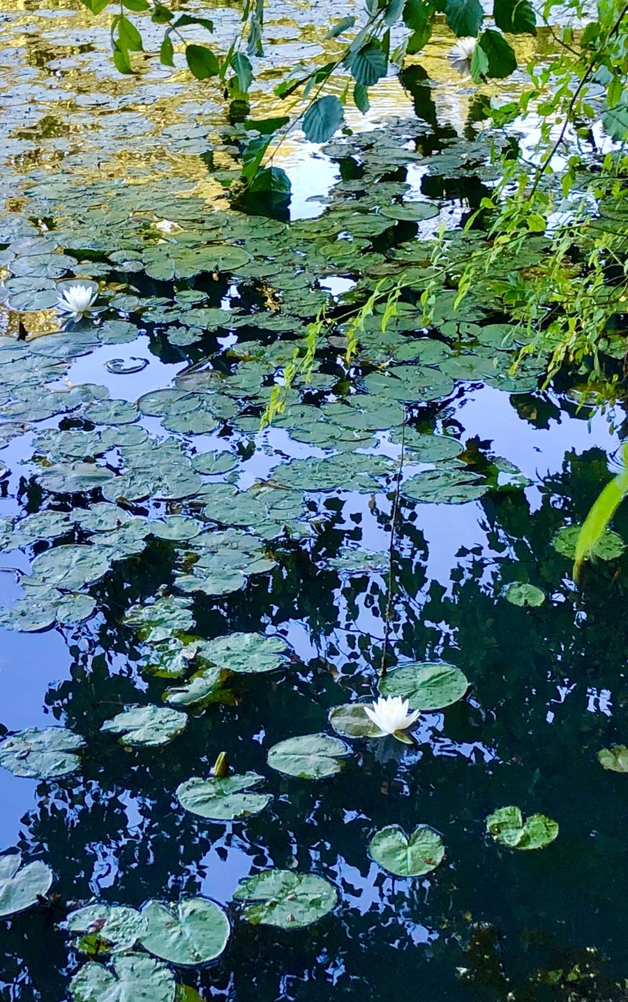 IMG_2273.jpg?type=w966