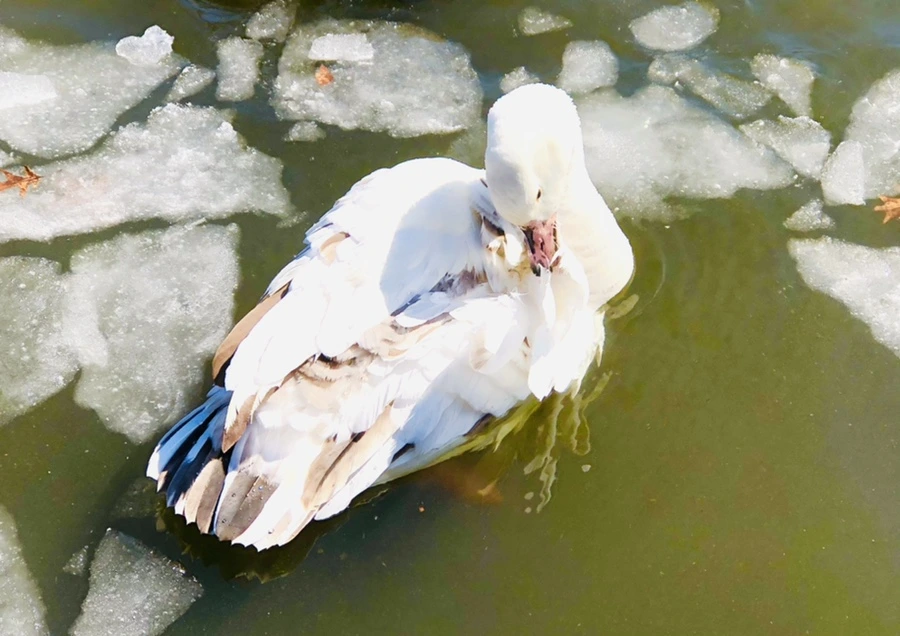 IMG_5309.jpg?type=w966