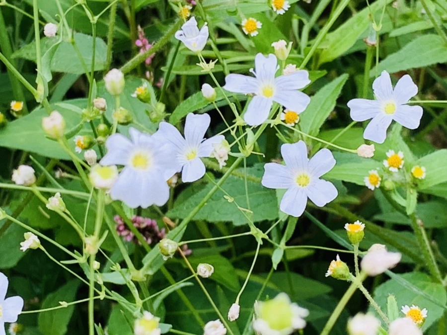 IMG_7258.jpg?type=w966