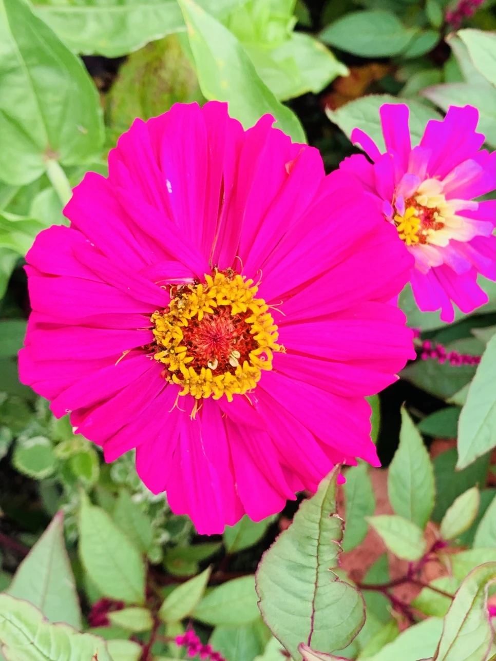 IMG_9363.jpg?type=w966