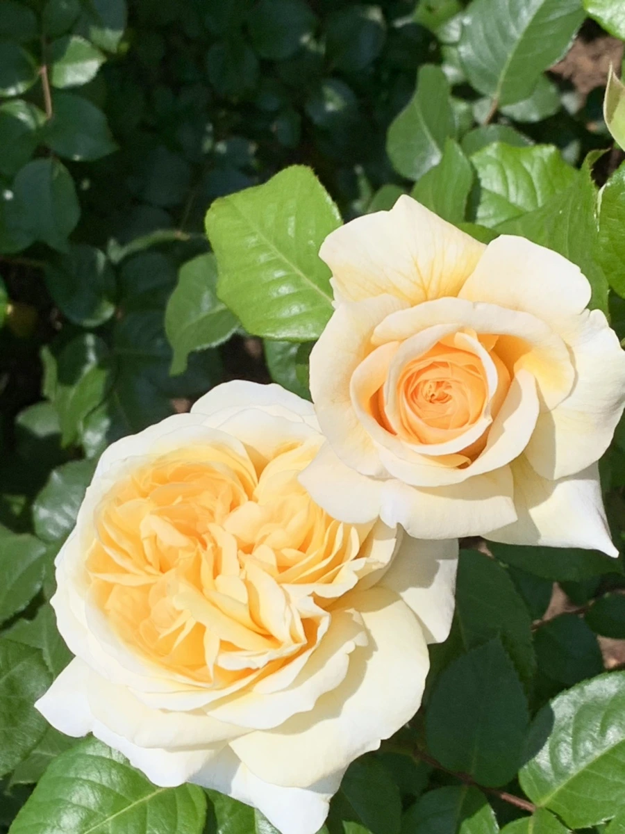 IMG_8564.jpg?type=w966