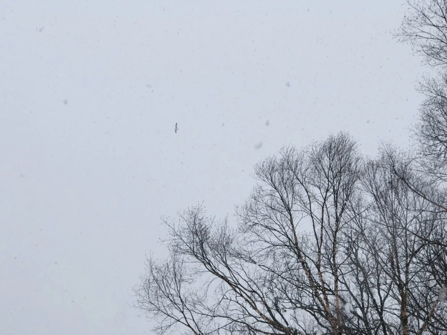 IMG_3367.jpg?type=w966