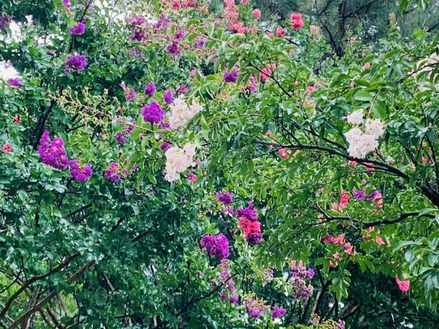 IMG_3786.jpg?type=w966