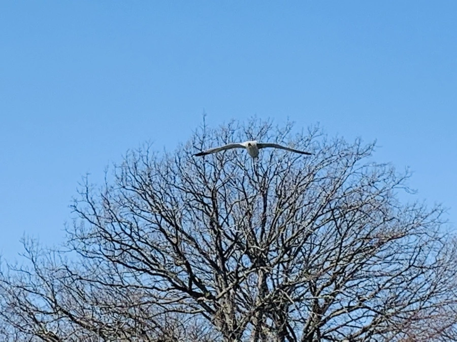 IMG_9354.jpg?type=w966