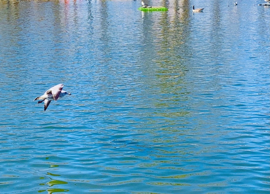 IMG_8971.jpg?type=w966