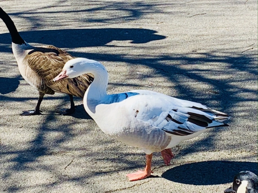 IMG_8264.jpg?type=w966