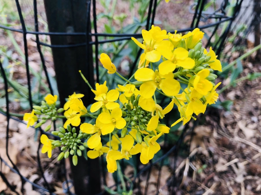 IMG_6945.jpg?type=w966