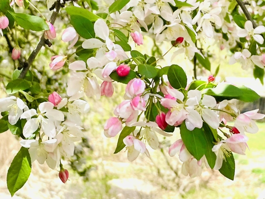 IMG_1098.jpg?type=w966