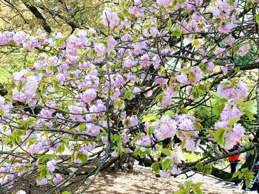 IMG_4664.jpg?type=w966