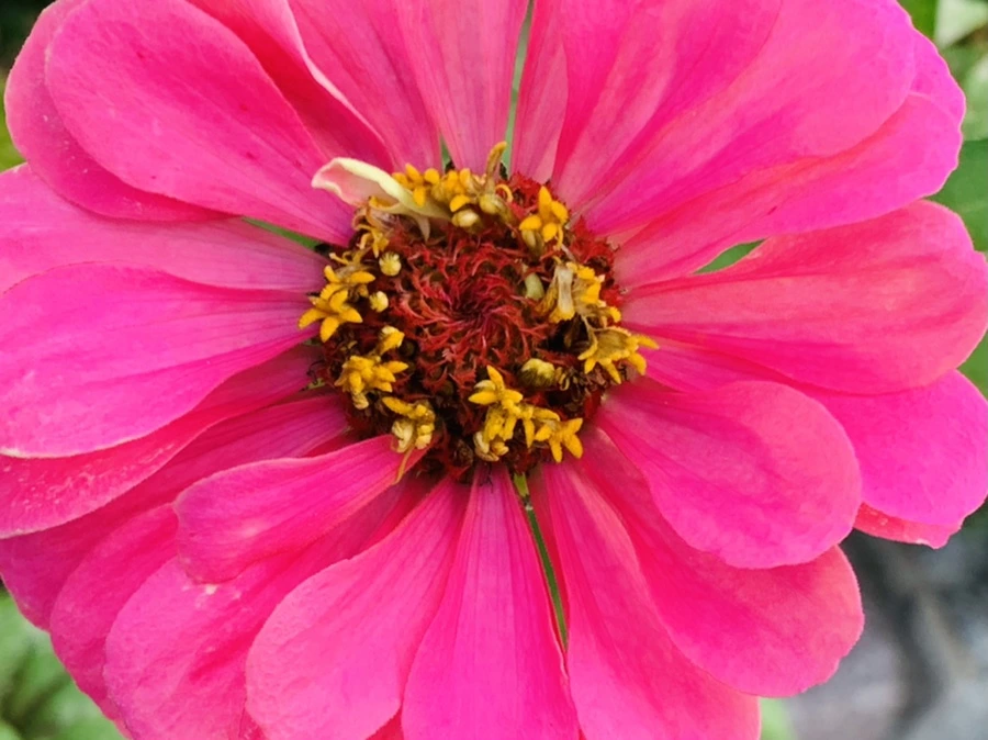 IMG_6996.jpg?type=w966