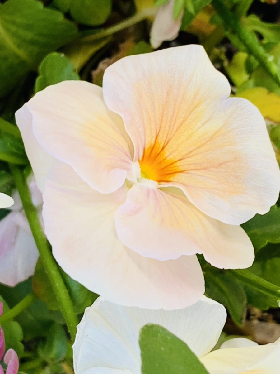 IMG_4119.jpg?type=w966