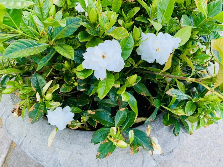 IMG_0534.jpg?type=w966