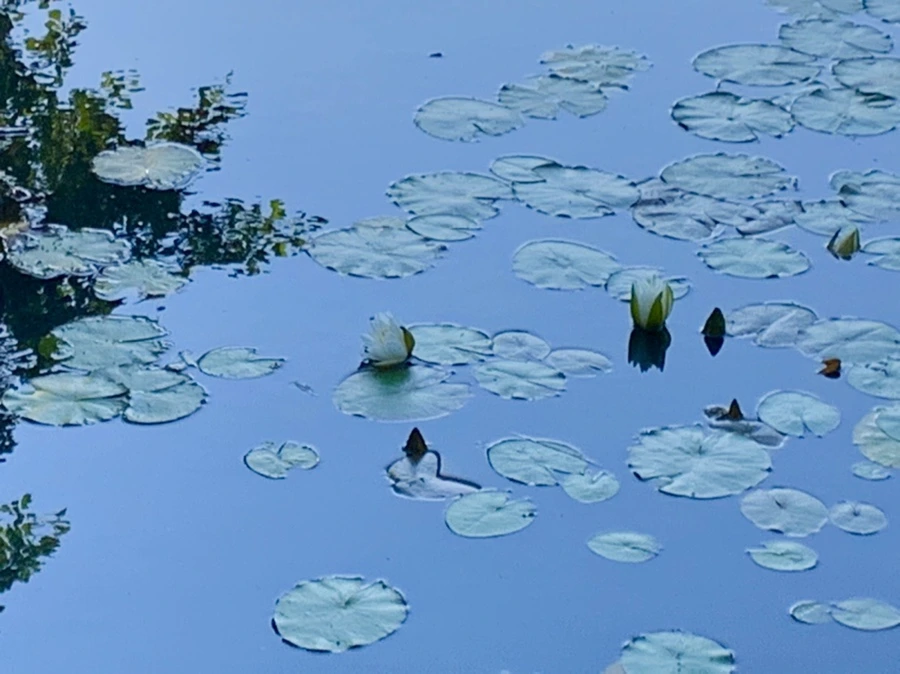 IMG_4309.jpg?type=w966